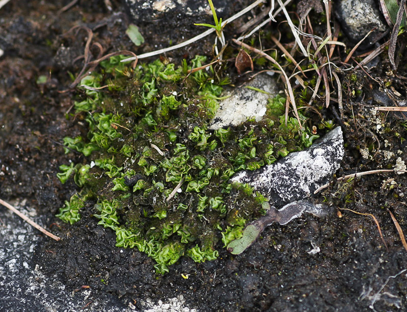 Moerckia flotoviana